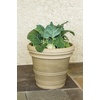 image:imageBurpee Konan Hybrid Kohlrabi Seeds 100 seeds