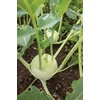 image:imageBurpee Konan Hybrid Kohlrabi Seeds 100 seeds