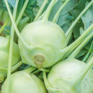 image:imageBurpee Konan Hybrid Kohlrabi Seeds 100 seeds