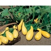 image:imageBurpee PicnPic Summer Squash Seeds 65 seeds