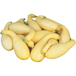 image:imageBurpee PicnPic Summer Squash Seeds 65 seeds