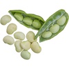 image:imageBurpee Fordhook 242 Bush Bean Seeds 4 ounces of seedFordhook 242