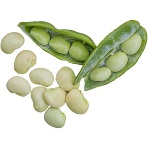 image:imageBurpee Fordhook 242 Bush Bean Seeds 4 ounces of seedFordhook 242