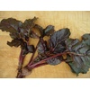 image:imageBurpee Bulls Blood Heirloom Beet Seeds 200 seeds
