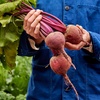 image:imageBurpee Organic Detroit Dark Red Beet Seeds  DualPurpose Root and Greens