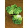 image:imageBurpee Salad Bowl Lettuce Seeds 1500 seeds500 per packet
