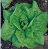 image:imageBurpee Salad Bowl Lettuce Seeds 1500 seeds500 per packet