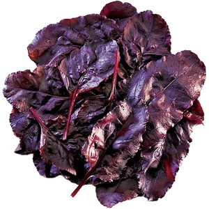 image:imageBurpee Bulls Blood Heirloom Beet Seeds 200 seeds