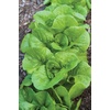 image:imageBurpee Burpee Bibb Lettuce Seeds 2500 seedsBibb