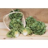 image:imageBurpee Burpee Bibb Lettuce Seeds 2500 seedsBibb