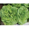 image:imageBurpee Burpee Bibb Lettuce Seeds 2500 seedsBibb