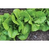 image:imageBurpee Burpee Bibb Lettuce Seeds 2500 seedsBibb