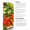 image:imageBurpee Burpee Bibb Lettuce Seeds 2500 seedsHeatwave blend