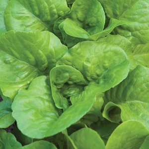 image:imageBurpee Burpee Bibb Lettuce Seeds 2500 seedsBibb